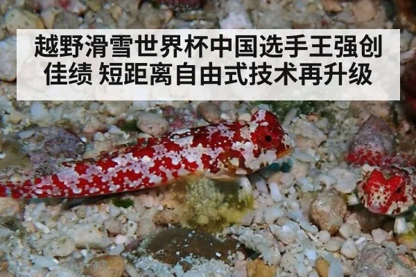 越野滑雪世界杯中国选手王强创佳绩 短距离自由式技术再升级